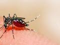 Maharashtra reports first case of Zika Virus in Pune - Hindi News | Maharashtra reports first case of Zika Virus in Pune | Latest maharashtra News at Lokmattimes.com