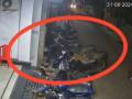 Madhya Pradesh: Man Caught Kicking Cow on CCTV, Police Case Registered (Watch Video) - Hindi News | Madhya Pradesh: Man Caught Kicking Cow on CCTV, Police Case Registered (Watch Video) | Latest social-viral News at Lokmattimes.com