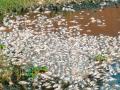 Dead Fish Found in Mula-Mutha River: MPCB Issues Notice to Pune Municipal Corporation Over Untreated Sewage Discharge - Hindi News | Dead Fish Found in Mula-Mutha River: MPCB Issues Notice to Pune Municipal Corporation Over Untreated Sewage Discharge | Latest pune News at Lokmattimes.com