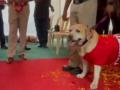 Mumbai Police Dog Oscar, Who Set Ball Rolling in Antilia Bomb Scare Case, Retires From Force - Hindi News | Mumbai Police Dog Oscar, Who Set Ball Rolling in Antilia Bomb Scare Case, Retires From Force | Latest mumbai News at Lokmattimes.com