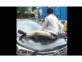 VIDEO! Traffic police constable dragged for 1km after stopping driver for violating traffic norms - Hindi News | VIDEO! Traffic police constable dragged for 1km after stopping driver for violating traffic norms | Latest maharashtra News at Lokmattimes.com