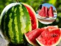 Watermelon Safety Alert: Mumbai Food Poisoning Case Raises Concerns, Know How to Check Fresh Fruit | Latest health News at www.lokmattimes.com