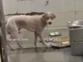 Maharashtra Shocker: Stray Dog Found Eating from Used Plates in IIIT Nagpur Canteen; Viral Video Surfaces (Watch) - Hindi News | Maharashtra Shocker: Stray Dog Found Eating from Used Plates in IIIT Nagpur Canteen; Viral Video Surfaces (Watch) | Latest maharashtra News at Lokmattimes.com