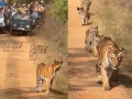 Nagpur Tiger Video: Tourist Jeeps Surround Tigress and Cubs at Umred-Paoni-Karhandla Wildlife Sanctuary, Drivers and Guides Suspended (Watch) - Hindi News | Nagpur Tiger Video: Tourist Jeeps Surround Tigress and Cubs at Umred-Paoni-Karhandla Wildlife Sanctuary, Drivers and Guides Suspended (Watch) | Latest maharashtra News at Lokmattimes.com