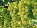 Nashik Grapes Export Season Begins: 4,763 Tons Already Shipped to Global Markets - Hindi News | Nashik Grapes Export Season Begins: 4,763 Tons Already Shipped to Global Markets | Latest nashik News at Lokmattimes.com