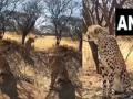 PM Modi releases 8 cheetahs at Madhya Pradesh National Park, calls it a Historic Moment,, - Hindi News | PM Modi releases 8 cheetahs at Madhya Pradesh National Park, calls it a Historic Moment,, | Latest national News at Lokmattimes.com