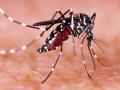 25 Zika virus cases reported in Kanpur, special ward set up in hospital - Hindi News | 25 Zika virus cases reported in Kanpur, special ward set up in hospital | Latest national News at Lokmattimes.com