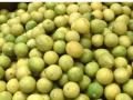 UP: Thieves rob 15 thousand lemons from garden as price of citrus fruit skyrocket - Hindi News | UP: Thieves rob 15 thousand lemons from garden as price of citrus fruit skyrocket | Latest national News at Lokmattimes.com