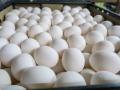 Egg prices soar in Mumbai, ahead of Christmas and New Year - Hindi News | Egg prices soar in Mumbai, ahead of Christmas and New Year | Latest maharashtra News at Lokmattimes.com