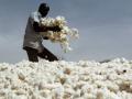 Cotton price on record high as textile industry seeks ban on cotton export - Hindi News | Cotton price on record high as textile industry seeks ban on cotton export | Latest business News at Lokmattimes.com