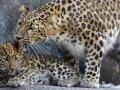 In 365 days, 159 leopards were died in the state - Hindi News | In 365 days, 159 leopards were died in the state | Latest nashik News at Lokmattimes.com