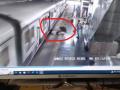 Mumbai Local Train Accident: Off-Duty Police Officer Rescues Passenger Who Slipped While Boarding Moving Train at Goregaon Station (Watch Video) - Hindi News | Mumbai Local Train Accident: Off-Duty Police Officer Rescues Passenger Who Slipped While Boarding Moving Train at Goregaon Station (Watch Video) | Latest mumbai News at Lokmattimes.com