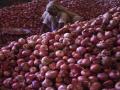 Maharashtra: Farmers stop onion auction at wholesale market to protest 40% duty on exports - Hindi News | Maharashtra: Farmers stop onion auction at wholesale market to protest 40% duty on exports | Latest maharashtra News at Lokmattimes.com