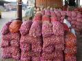 Onion Export Controversy: Farmers Claim Centre's Announcement Deceiving and Ineffective - Hindi News | Onion Export Controversy: Farmers Claim Centre's Announcement Deceiving and Ineffective | Latest maharashtra News at Lokmattimes.com