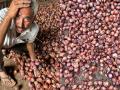 'Centre Tricking Us': Maharashtra Onion Farmers Say Export Embargo Not Lifted, Old Figures Presented To Mislead - Hindi News | 'Centre Tricking Us': Maharashtra Onion Farmers Say Export Embargo Not Lifted, Old Figures Presented To Mislead | Latest maharashtra News at Lokmattimes.com