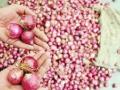 Onion Price Hike: Will Prices Soar in Maharashtra? What’s Really Behind the Surge? - Hindi News | Onion Price Hike: Will Prices Soar in Maharashtra? What’s Really Behind the Surge? | Latest maharashtra News at Lokmattimes.com