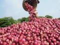 Domestic Onion Prices Rise Amid Concerns Over Influx of Lower-Priced Egyptian Onions - Hindi News | Domestic Onion Prices Rise Amid Concerns Over Influx of Lower-Priced Egyptian Onions | Latest mumbai News at Lokmattimes.com