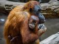 Red Ape for Palm Oil? Malaysia Plans To Give Orangutans to Countries That Buy Palm Oil - Hindi News | Red Ape for Palm Oil? Malaysia Plans To Give Orangutans to Countries That Buy Palm Oil | Latest international News at Lokmattimes.com