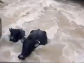 Gujarat Rains: Over 10 Buffaloes Swept Away by Floodwaters in Kachchh (Watch Video) - Hindi News | Gujarat Rains: Over 10 Buffaloes Swept Away by Floodwaters in Kachchh (Watch Video) | Latest national News at Lokmattimes.com