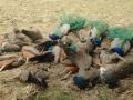 Karnataka: 20 Peacocks Found Dead in Hanumanthapura Village - Hindi News | Karnataka: 20 Peacocks Found Dead in Hanumanthapura Village | Latest national News at Lokmattimes.com