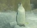 Mumbai`s Veermata Jijabai Bhosale Udyan Zoo welcomes three baby Penguins - Hindi News | Mumbai`s Veermata Jijabai Bhosale Udyan Zoo welcomes three baby Penguins | Latest maharashtra News at Lokmattimes.com