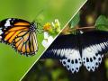 Indian Butterflies to Get Hindi Names - Hindi News | Indian Butterflies to Get Hindi Names | Latest maharashtra News at Lokmattimes.com
