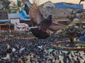 Mumbai: Case Filed Against 4 for Feeding Pigeons at Bandra Talao - Hindi News | Mumbai: Case Filed Against 4 for Feeding Pigeons at Bandra Talao | Latest mumbai News at Lokmattimes.com