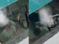 Pitbull Attack Caught on Camera: Dog Attacks Shelter Home Worker In Noida; Disturbing Video Surfaces (Watch) - Hindi News | Pitbull Attack Caught on Camera: Dog Attacks Shelter Home Worker In Noida; Disturbing Video Surfaces (Watch) | Latest national News at Lokmattimes.com