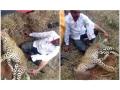 Viral Video! Man strangles leopard to death after animal attacks his family - Hindi News | Viral Video! Man strangles leopard to death after animal attacks his family | Latest social-viral News at Lokmattimes.com