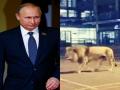 Coronavirus Outbreak: False news of Vladimir Putin unleashing 800 lions on Russian streets to force people inside goes viral - Hindi News | Coronavirus Outbreak: False news of Vladimir Putin unleashing 800 lions on Russian streets to force people inside goes viral | Latest international News at Lokmattimes.com