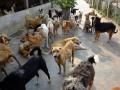 PMC Plans to Vaccinate Around 17,000 Stray Dogs in its Jurisdiction - Hindi News | PMC Plans to Vaccinate Around 17,000 Stray Dogs in its Jurisdiction | Latest navi-mumbai News at Lokmattimes.com