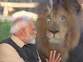 PM Modi Enjoys Close Encounters with Lions and Tigers at Anant Ambani's Vantara Animal Shelter in Jamnagar (Watch Video) - Hindi News | PM Modi Enjoys Close Encounters with Lions and Tigers at Anant Ambani's Vantara Animal Shelter in Jamnagar (Watch Video) | Latest national News at Lokmattimes.com