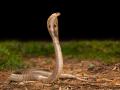 IISc Scientists Develop a Single Synthetic Human Antibody Against Highly Toxic Snake Bites - Hindi News | IISc Scientists Develop a Single Synthetic Human Antibody Against Highly Toxic Snake Bites | Latest national News at Lokmattimes.com