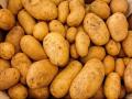 Potato Prices Spike 60% in a Month Due to Supply Dip - Hindi News | Potato Prices Spike 60% in a Month Due to Supply Dip | Latest maharashtra News at Lokmattimes.com
