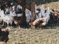 Bird Flu: Import of live birds banned in Delhi, Ghazipur poultry market to be shut for 10 days - Hindi News | Bird Flu: Import of live birds banned in Delhi, Ghazipur poultry market to be shut for 10 days | Latest national News at Lokmattimes.com