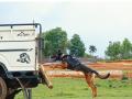 Indian Army Assault Dog 'Zeba' Displays Her Skills During India-France Joint Training Exercise Shakti; See Pics - Hindi News | Indian Army Assault Dog 'Zeba' Displays Her Skills During India-France Joint Training Exercise Shakti; See Pics | Latest national News at Lokmattimes.com