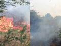 Puducherry Fire: Unidentified Individuals Set Fire Near Abishegapakkam Lake, Causing Massive Wildlife Loss (Watch Video) - Hindi News | Puducherry Fire: Unidentified Individuals Set Fire Near Abishegapakkam Lake, Causing Massive Wildlife Loss (Watch Video) | Latest national News at Lokmattimes.com