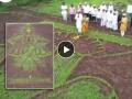 Ashadhi Ekadashi 2024: Pune Farmer Creates 120-Foot Lord Vitthal Image in Paddy Field (Watch Video) - Hindi News | Ashadhi Ekadashi 2024: Pune Farmer Creates 120-Foot Lord Vitthal Image in Paddy Field (Watch Video) | Latest social-viral News at Lokmattimes.com