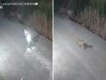 Pune: Two Leopards Chase Man Riding Motorcycle in Shirur; Video Goes Viral - Hindi News | Pune: Two Leopards Chase Man Riding Motorcycle in Shirur; Video Goes Viral | Latest pune News at Lokmattimes.com