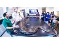 Biggest Burmese 18-foot-long python found in Florida - Hindi News | Biggest Burmese 18-foot-long python found in Florida | Latest international News at Lokmattimes.com