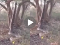 WATCH: Giant Python Stands Upright While Climbing Tree, Video Goes Viral - Hindi News | WATCH: Giant Python Stands Upright While Climbing Tree, Video Goes Viral | Latest social-viral News at Lokmattimes.com