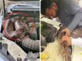 Uttar Pradesh: Massive 7-Foot-Long Python Found Inside Car Bonnet in Prayagraj (Watch Video) - Hindi News | Uttar Pradesh: Massive 7-Foot-Long Python Found Inside Car Bonnet in Prayagraj (Watch Video) | Latest national News at Lokmattimes.com