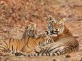 Tigresses from Chandrapur to be translocated to NNTR for conflict prevention - Hindi News | Tigresses from Chandrapur to be translocated to NNTR for conflict prevention | Latest maharashtra News at Lokmattimes.com