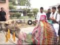Bharat Adivasi Party MP Rajkumar Roat Arrives at Parliament on Camel for Oath Ceremony (Watch Video) - Hindi News | Bharat Adivasi Party MP Rajkumar Roat Arrives at Parliament on Camel for Oath Ceremony (Watch Video) | Latest national News at Lokmattimes.com