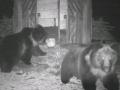 Rare Tibetan Brown Bear Spotted in Northern Sikkim, Nation's Biodiversity Expands - Hindi News | Rare Tibetan Brown Bear Spotted in Northern Sikkim, Nation's Biodiversity Expands | Latest national News at Lokmattimes.com