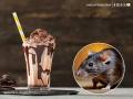 Pune Shocker: Dead Rat Found in Chocolate Milkshake, Complaint Registered Against Cafe Owner In Lohegaon - Hindi News | Pune Shocker: Dead Rat Found in Chocolate Milkshake, Complaint Registered Against Cafe Owner In Lohegaon | Latest pune News at Lokmattimes.com