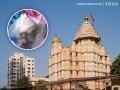 Rats in Mumbai's Siddhivinayak Temple? - Hindi News | Rats in Mumbai's Siddhivinayak Temple? | Latest mumbai News at Lokmattimes.com