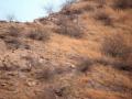 Can you spot leopard hidden in this picture? - Hindi News | Can you spot leopard hidden in this picture? | Latest social-viral News at Lokmattimes.com