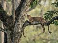 Viral Photo! Can you spot a young leopard cubs face in the pic? - Hindi News | Viral Photo! Can you spot a young leopard cubs face in the pic? | Latest social-viral News at Lokmattimes.com