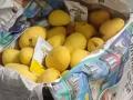 Hyderabad: Over 200 Kg Artificially Ripened Mangoes With Chemicals Seized During Police Raid, Trader Arrested - Hindi News | Hyderabad: Over 200 Kg Artificially Ripened Mangoes With Chemicals Seized During Police Raid, Trader Arrested | Latest national News at Lokmattimes.com